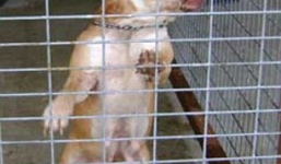 Chó dữ phá cửa, cắn chết cụ bà 85 tuổi